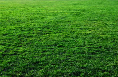 thick free grass texture or green lawn background photo image