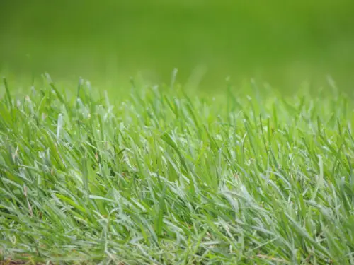free grass background image or green lawn texture photo image