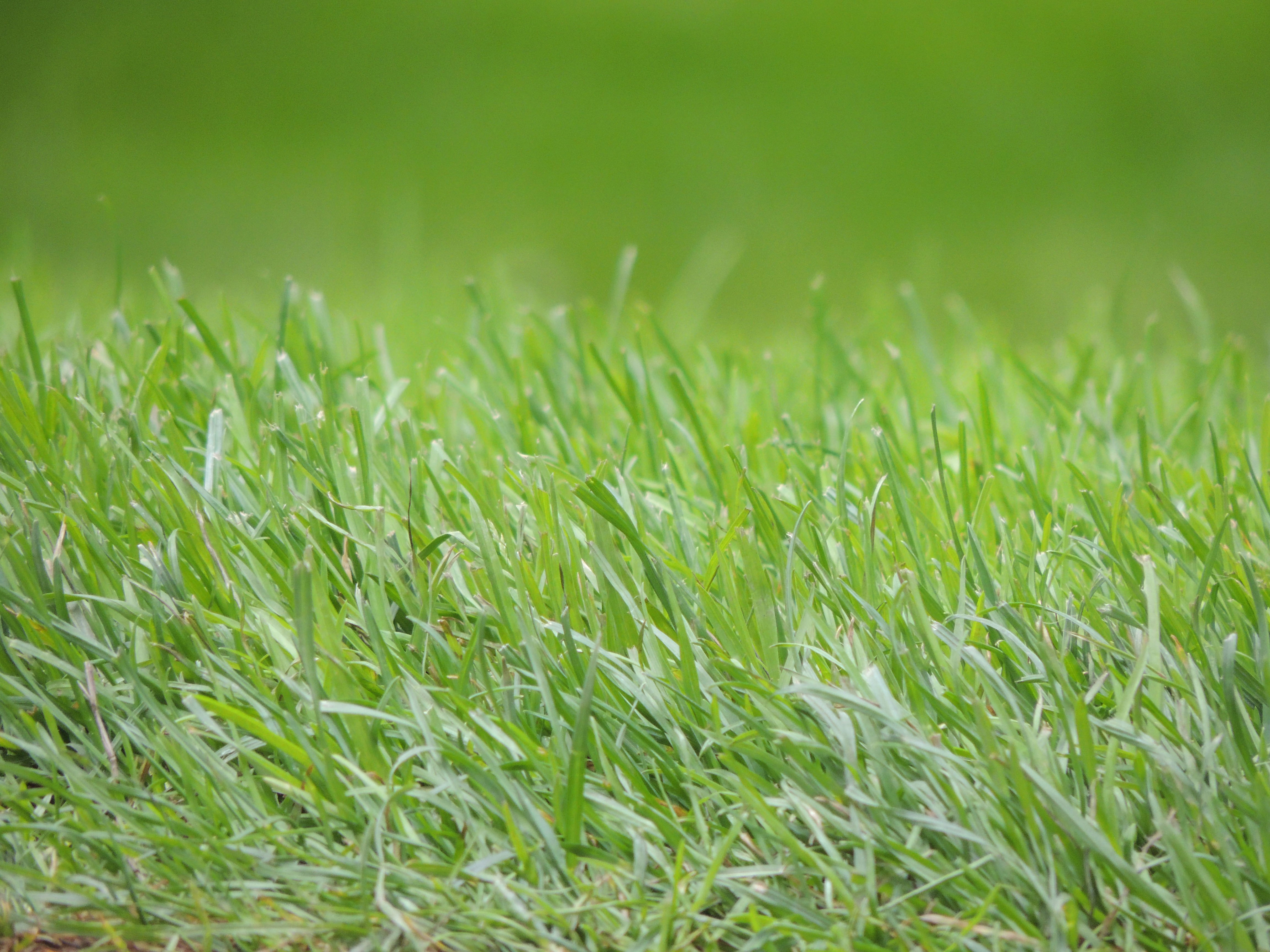 Seven Free Grass Textures Or Lawn Background Images 