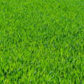 excellent grass texture or green lawn background photo