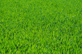 Seven Free Grass Textures or Lawn Background Images