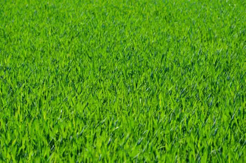 excellent grass texture or green lawn background photo