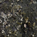 Dark plane tree bark texture.