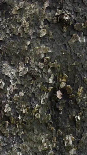 Dark Plane Tree Bark Texture