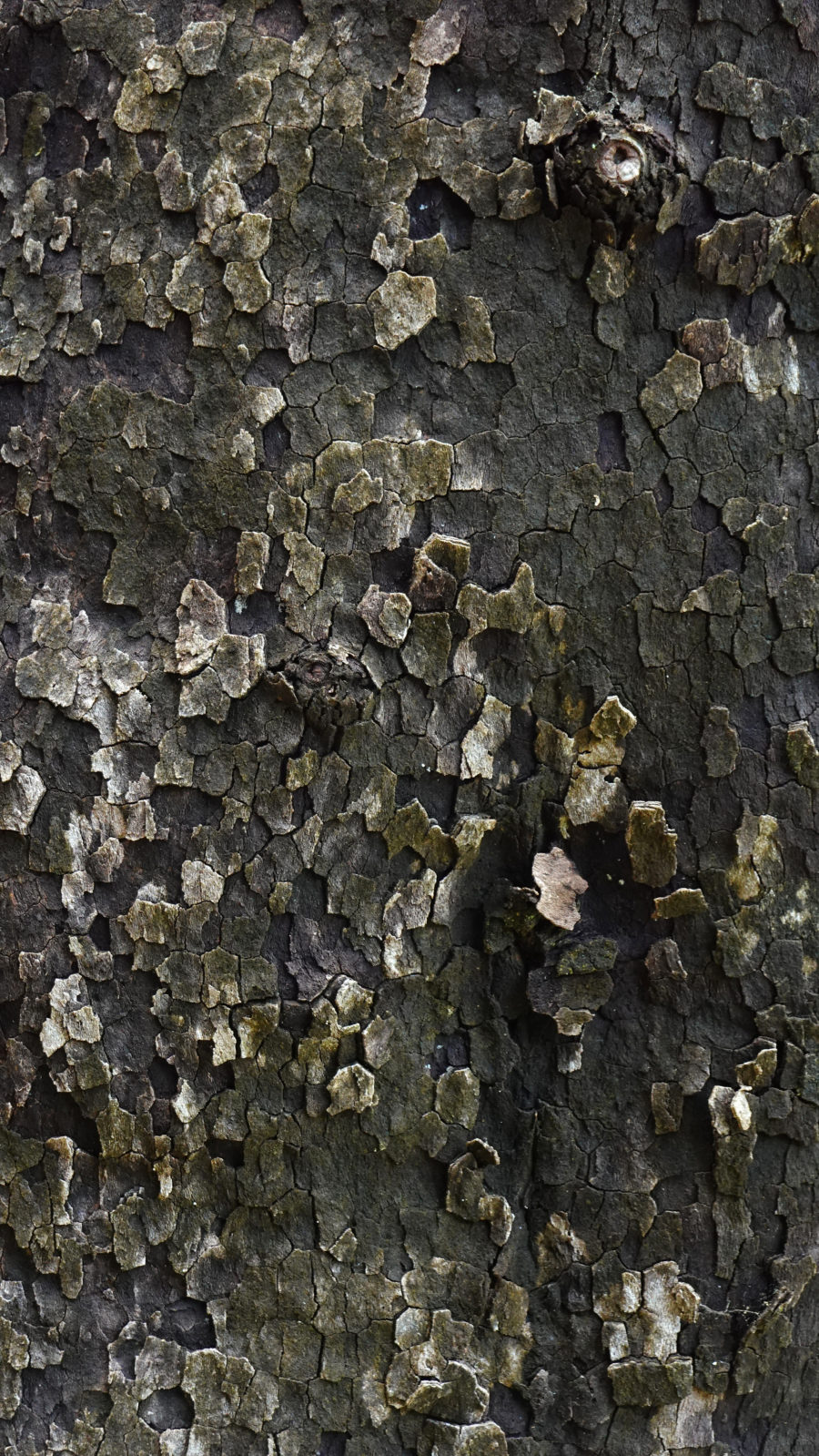 Dark plane tree bark texture.