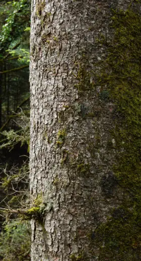 Plane Tree Trunk Texture With Moss