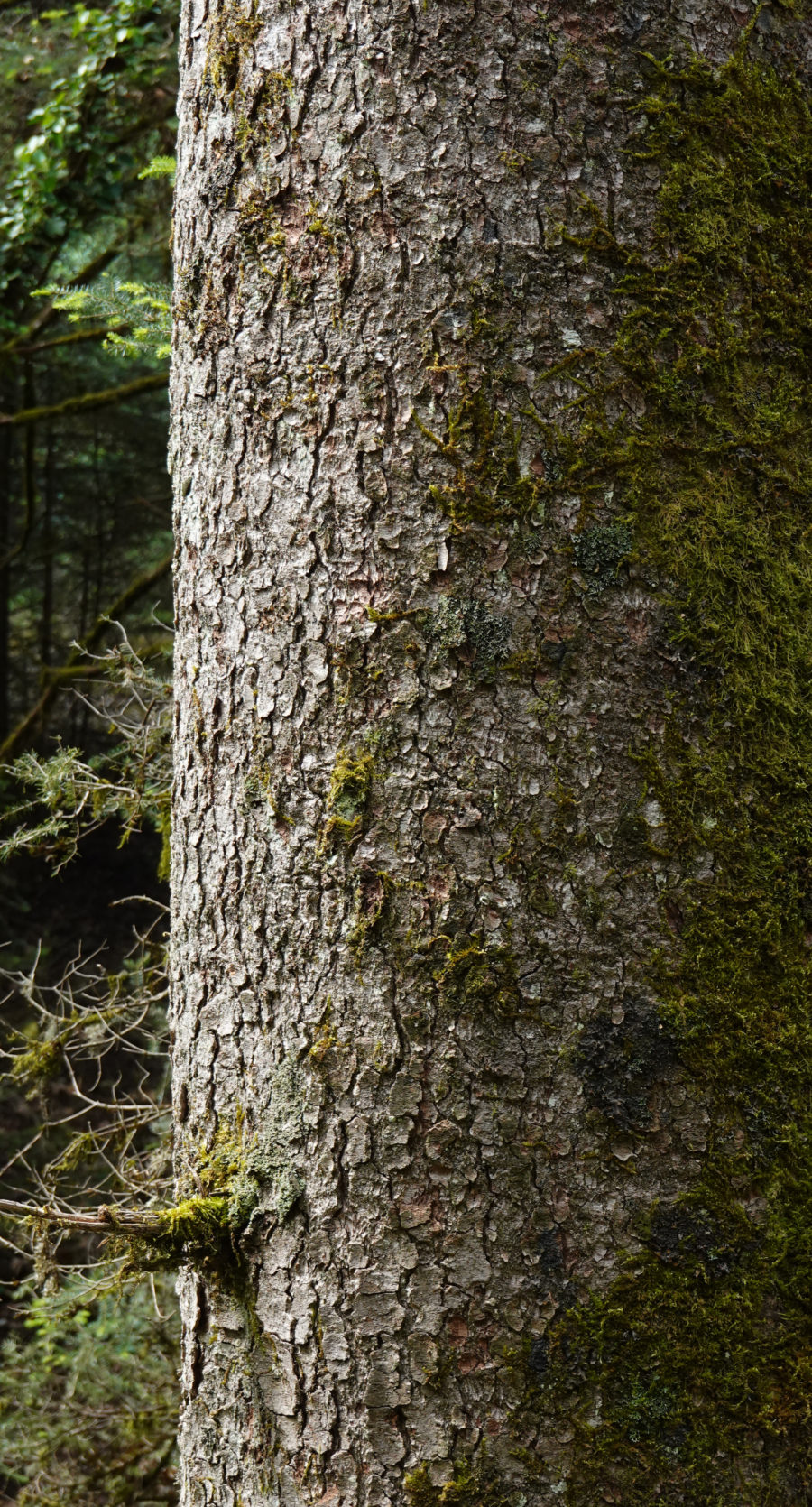 Plane Tree Trunk Texture With Moss