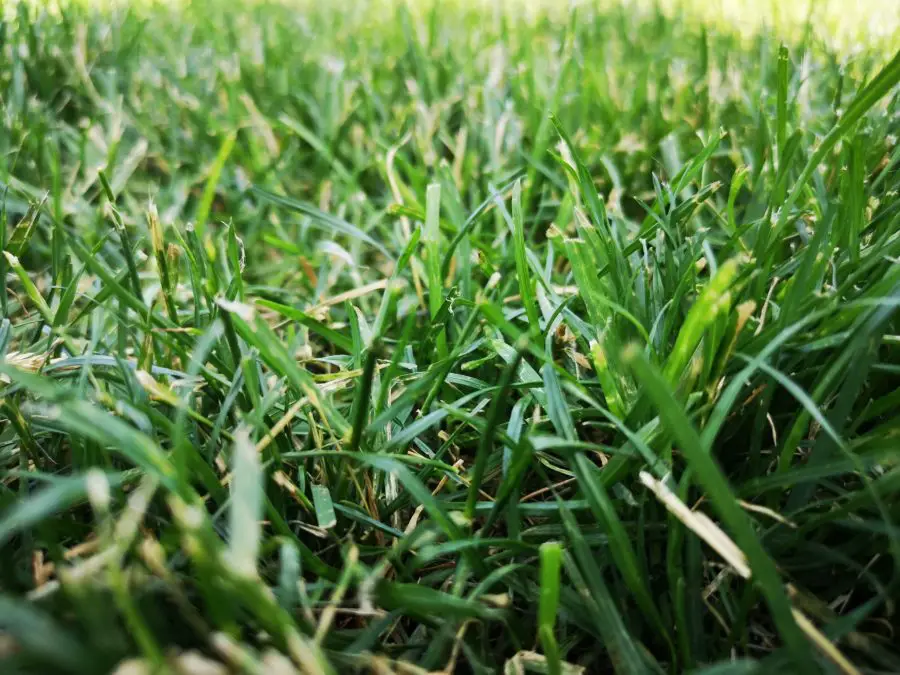 Green Grass Background Photo Closeup.