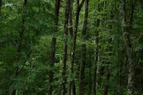 Free Beech Tree Forest After The Rain Background Photo