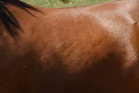 Free Shiny Brown Horse Skin Texture