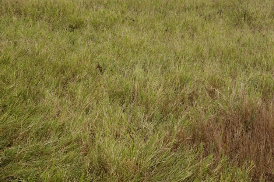 Gently Bent Autumn Wild Grass Background Texture