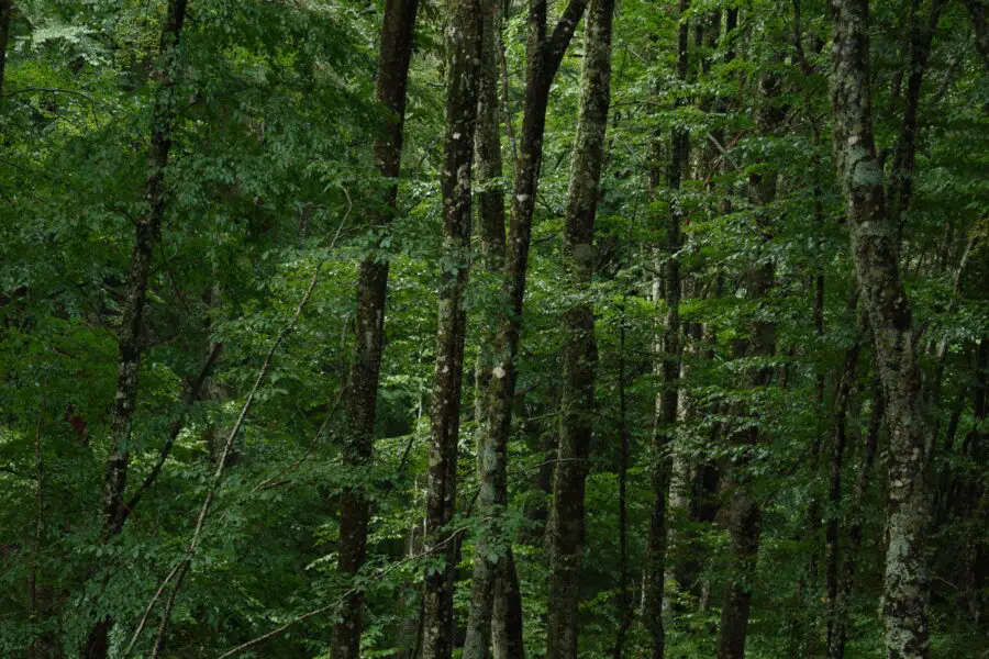 Free beech tree forest after the rain background photo you can even use commercially. 