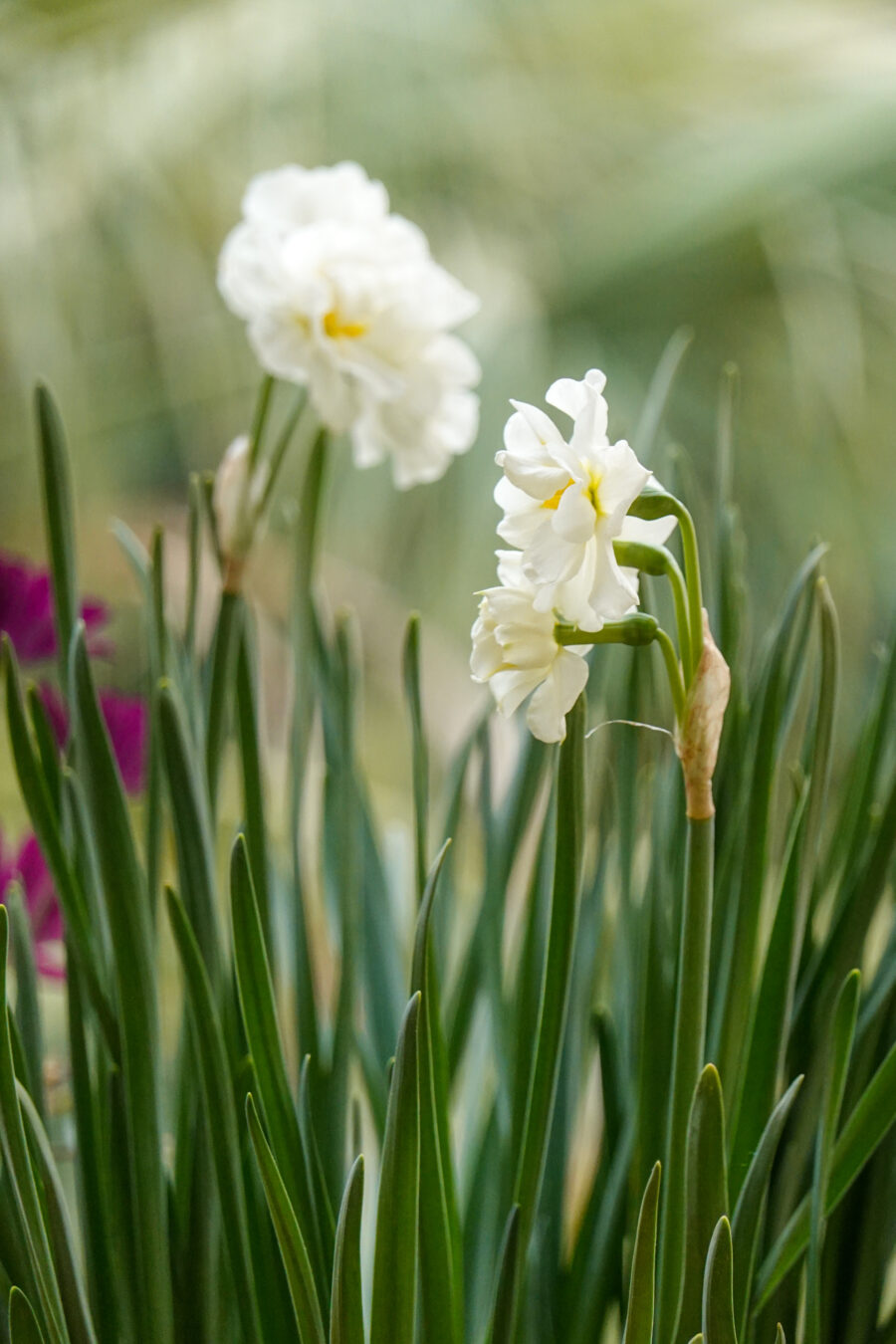 Free daffodil flower photo.