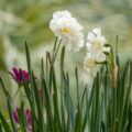 Free white daffodil flower photo.