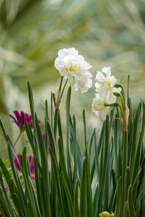 Free white daffodil flower photo.