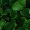 Green leaves texture background dark.