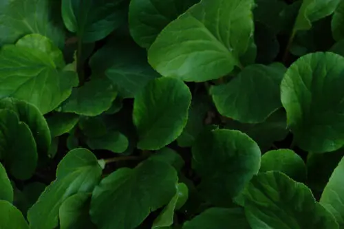 Green leaves texture background dark.