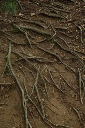 Tree Root Texture Stock Photo