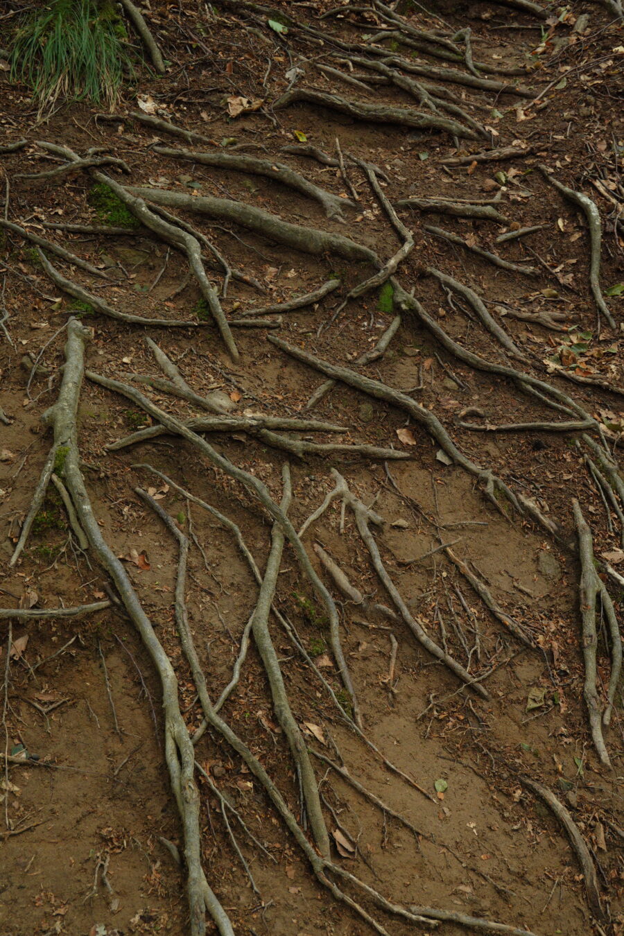 Tree root texture free stock photo.
