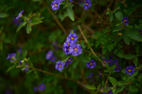 Lycianthes Rantonnetii Flower Free Stock Photo